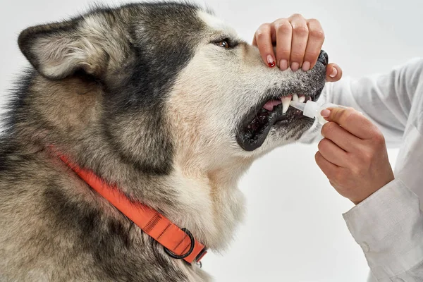 Женщина капает капли во рту собаки. — стоковое фото
