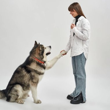 Sibirya Husky köpek pençesi tutan bir kız.