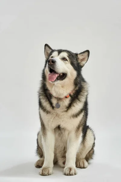 Cane in collare pet sedersi sul pavimento e distogliere lo sguardo — Foto Stock