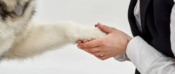 Girl hold paw of Siberian Husky dog in her hands