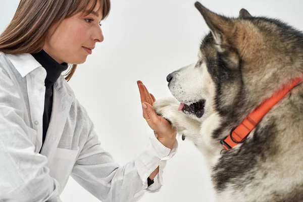 Partial image of girl giving five to her Husky dog