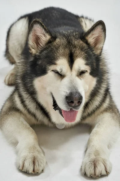 Сибирская хаски-собака с закрытыми глазами лежит на полу — стоковое фото