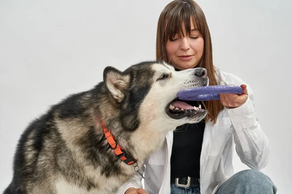 Woman hold circle puller toy in mouth of dog