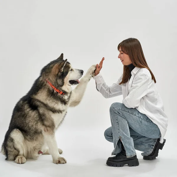 Девочка дала пять своей сибирской хаски-собаке — стоковое фото