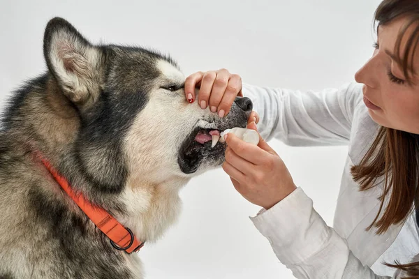 Женщина капает капли для рта в рот собаки — стоковое фото