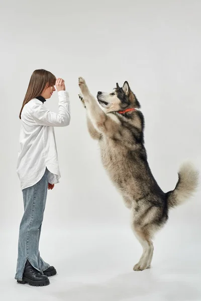 Vrouw training Siberische Husky hond in witte studio — Stockfoto