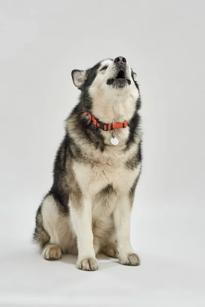 Schattige Siberische Husky hond zingt als een wolf — Stockfoto