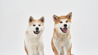 Şirin Shiba Inu köpekleri oturuyor ve başka tarafa bakıyor.