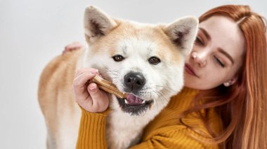 Shiba Inu köpeğinin ağzında kemik tutan kadın.