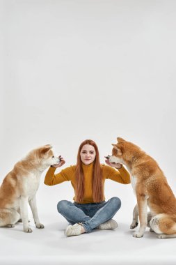 Kız oturuyor ve Shiba Inu köpeklerinin yüzüne dokunuyor.