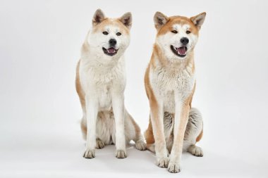 Shiba Inu köpekleri açık ağızla oturur ve başka yere bakarlar.