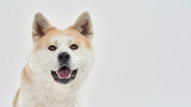 Şirin Shiba Inu köpeğinin kameraya bakışını kapat.