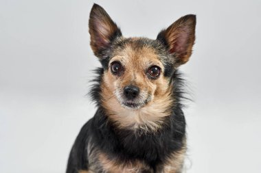 Kameraya bakarak Chihuahua köpeğine yaklaş.