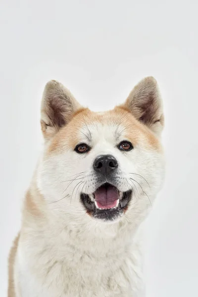 Shiba Inu cão com a boca aberta olhando para a câmera — Fotografia de Stock