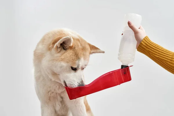 Собака пьет воду из переносной собаки — стоковое фото