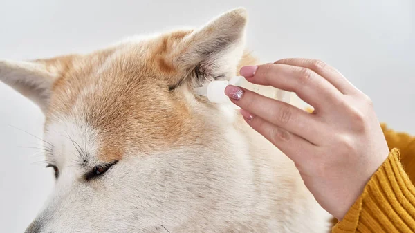 Девушка капает ушные капли в ухо собаки Шиба Ину — стоковое фото
