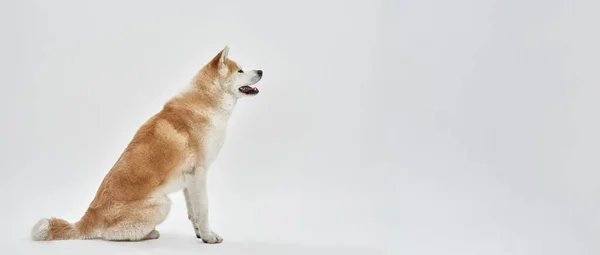 Vista laterale del cane Shiba Inu sedersi e distogliere lo sguardo — Foto Stock