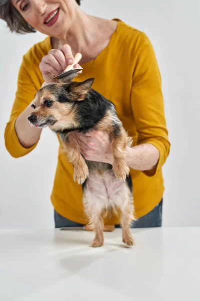 Неясное лицо женщины, расчесывающей волосы собаки Чихуахуа — стоковое фото