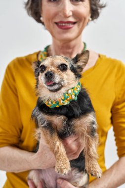 Kırpılmış kadın görüntüsü Chihuahua köpeğini elinde tutuyor.