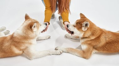 Shiba Inu köpeklerini okşayan kadının kısmi görüntüsü.
