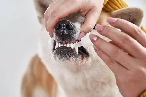 Girl dripping oral care drops in dog mouth — Stock Photo, Image