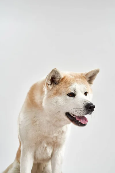 Shiba Inu hond zit op de vloer en kijkt weg — Stockfoto