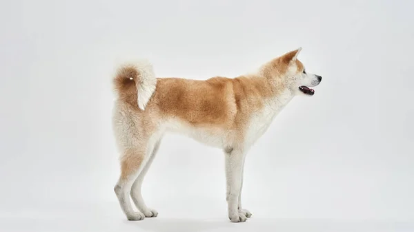 Vista laterale del bellissimo cane Shiba Inu guardando altrove — Foto Stock