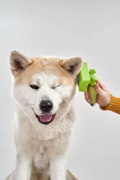 Mädchen kämmt Haare eines zwinkernden Shiba Inu Hundes — Stockfoto