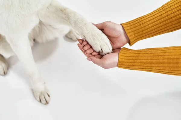 Μερική εικόνα της γυναίκας χέρι κατέχουν Shiba Inu πόδι σκύλου — Φωτογραφία Αρχείου