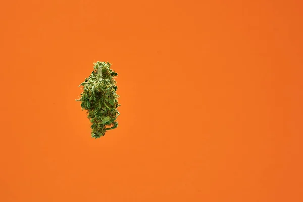 Зеленый сухой бутон марихуаны для травяной медицины — стоковое фото