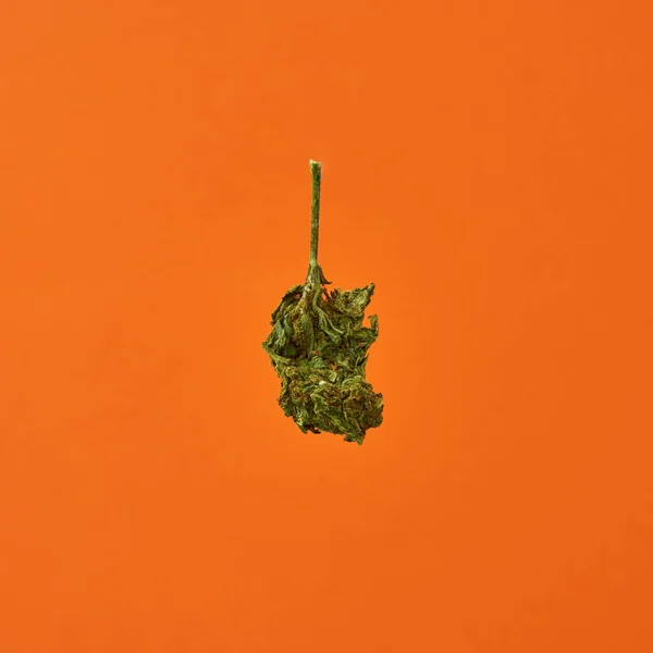 Droge marihuana knop geïsoleerd op oranje achtergrond — Stockfoto