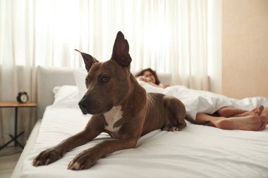 Köpek yattı ve yatakta bulanık bir çiftin yanına baktı.