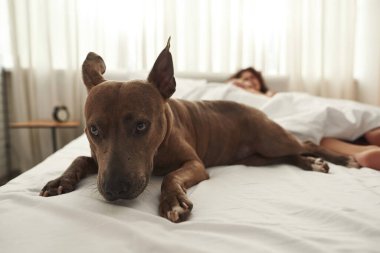 Yatakta uyuyan bulanık bir çiftin yanında tatlı bir köpek yatıyor.