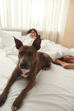 Evde uyuyan bir çiftin yanında yatan köpek.