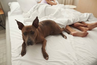 Yataktaki bir çiftin yanında yatan ve kameraya bakan köpek.