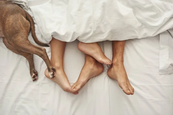 Beskärning av barfota fötter av par och hund på sängen — Stockfoto