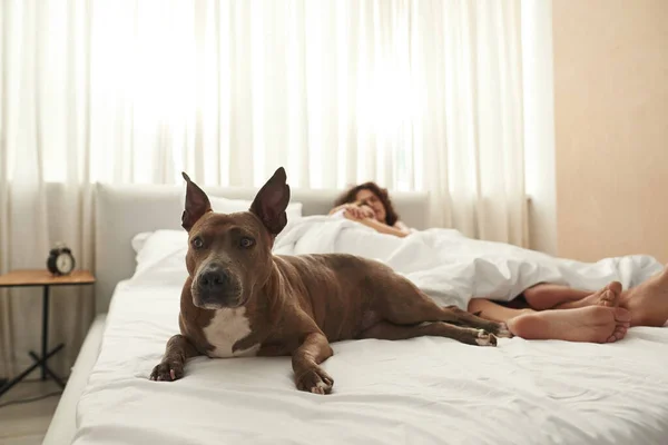 Selective focus of dog near sleeping couple on bed — Foto de Stock