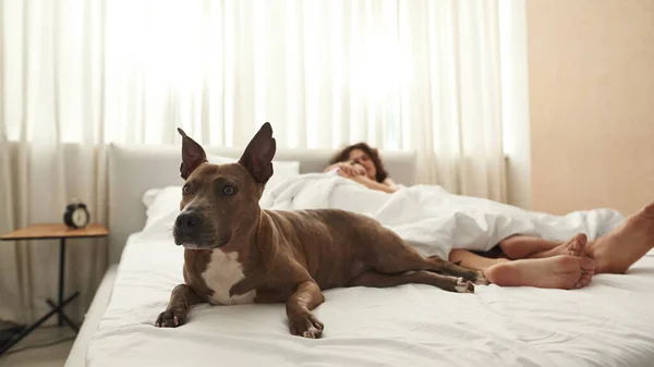 Focus selettivo di cane e coppia di sonno giaceva sul letto — Foto Stock