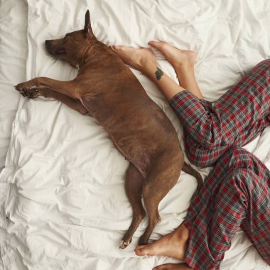 Kırpılmış bir çiftle evde yatan köpek.