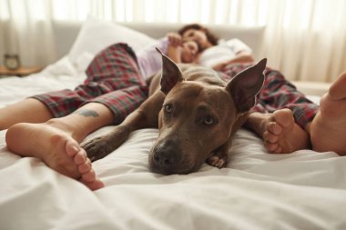 Köpeğin yatakta bir çiftin yanında yatmasının seçici odağı