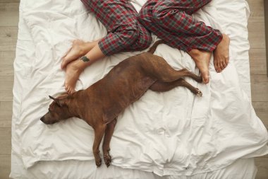 Çift yatakta dinlenirken dişi köpek manzarası