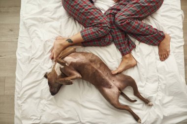 Sevimli köpek, yatakta yarı çıplak ayaklı bir çiftle yatıyor.