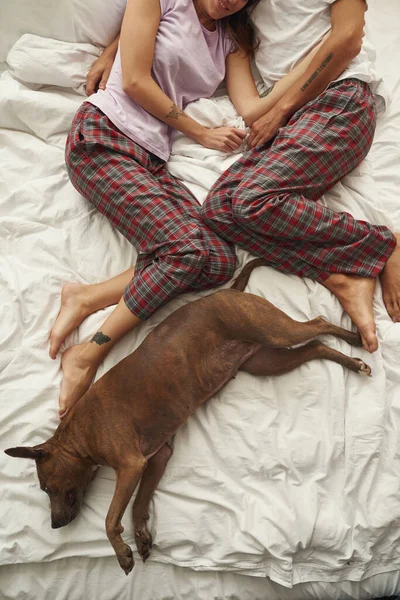 Vedere de sus a cuplului și câinelui și odihnă pe pat — Fotografie, imagine de stoc