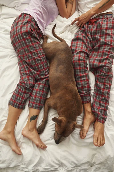 Cane carino laici e riposo con coppia sul letto a casa — Foto Stock
