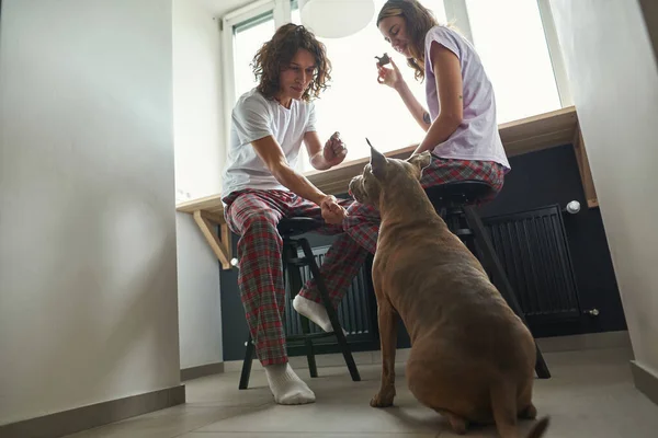 Girl eat and look at guy teach and feed dog — Stock Photo, Image