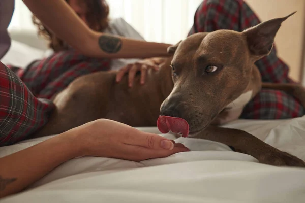 Девушка кормит милую собаку в постели с почти размытым мужчиной — стоковое фото