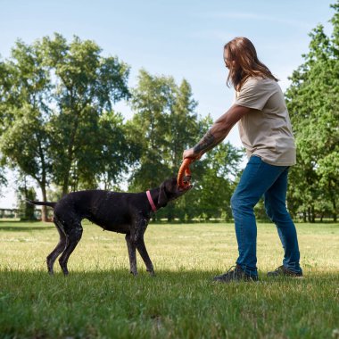 Kürklü ve dövmeli bir adamın yeşil çayırda lastik halkalı Kurzhaar köpeğini eğitirkenki görüntüsü. İnsan ve hayvan arasındaki ilişki kavramı. Sahiplik ve evcil hayvan arkadaşlığı fikri. Güneşli yaz günü