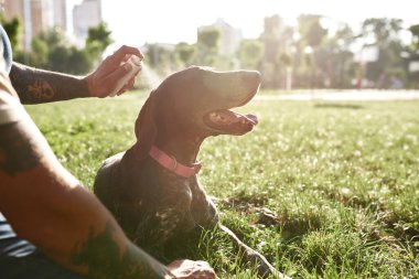 Dövmeli bir adam parkta yeşil çayırda Kurzhaar köpeğini su püskürterek soğutuyor. İnsan ve hayvan arasındaki ilişki kavramı. Sahiplik ve evcil hayvan arkadaşlığı fikri. Sıcak güneşli yaz günü