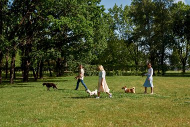 Parktaki yeşil çayırda köpeklerini gezdiren beyaz erkek ve kadınların yan görüntüsü. Corgi, Kurzhaar ve Malta köpekleri. İnsan ve hayvan arasındaki ilişki. Sahibi ve evcil hayvan arkadaşlığı. Güneşli yaz günü
