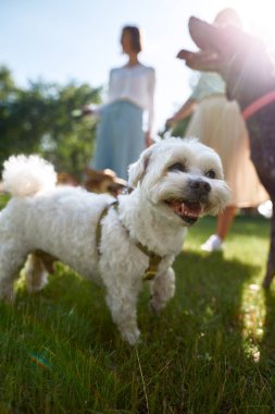 Kurzhaar ve Maltese köpekleri bulanık sahipleriyle parktaki yeşil çimlerde yürüyorlar. İnsan ve hayvan arasındaki ilişki kavramı. Sahiplik ve evcil hayvan arkadaşlığı fikri. Güneşli yaz günü